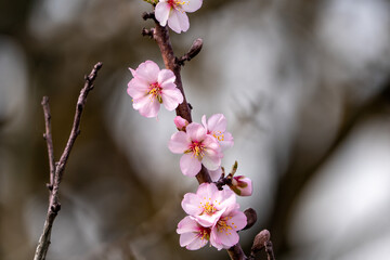 Obraz premium cherry blossom in spring