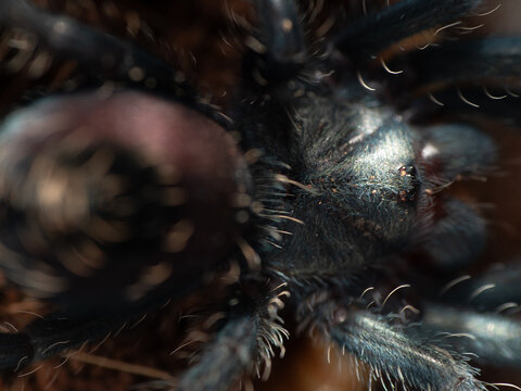 Pamphobeteus sp. machala young spider from Ecuador. Close-Up Blue Tarantula Macro Portrait Showing Hairy Arachnid Detail On Natural Soil Substrate. Vivid close-up macro portrait of a blue tarantula di