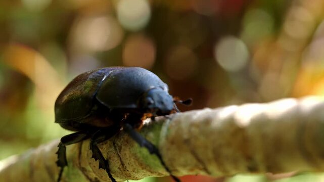 Female rhinoceros beetles, Hornless Female rhinoceros beetles Insects sitting on a branch, close-up, macro