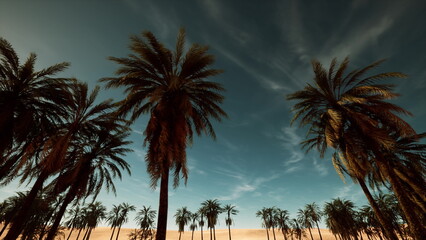 Obraz premium golden hour palm silhouettes over horizon, aerial drone sweep revealing long shadows and soft backlight, resort promo scene and sunset yoga retreat setting,
