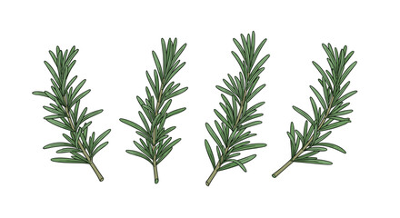 Fototapeta premium Four bushy clusters of green rosemary branches with dense needle leaves and brown stems are arranged horizontally on a plain white background.