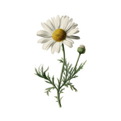 Vintage Botanical Illustration of chamomile flower Specimen Isolated on White Background
