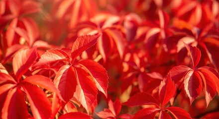 Crimson Canopy - A Vibrant Tapestry of Autumn Leaves.