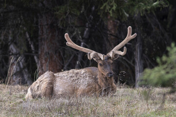 Obraz premium Portrait of majestic powerful adult red deer stag in Autumn Fall forest
