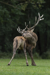 Portrait of majestic powerful adult red deer stag in Autumn Fall forest