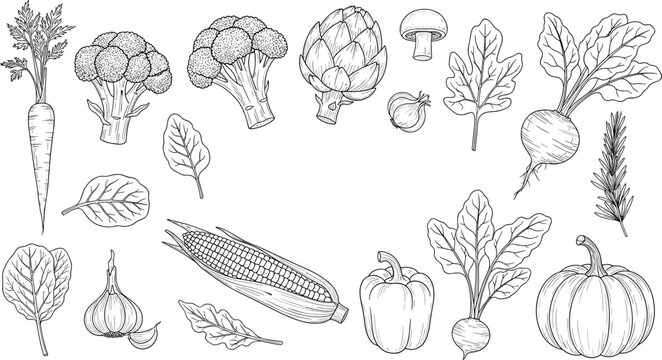 Hand drawn vegetable line art set with carrot broccoli artichoke corn pumpkin pepper and garlic botanical vector illustration on white.