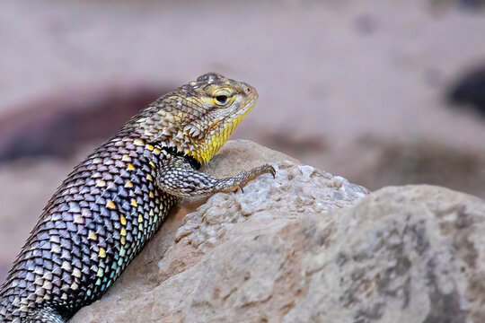 Starred Agama (Laudakia stellio) lizard on a rock at the island of Delos in Greece