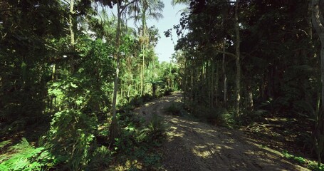 Obraz premium secluded green passage winding through layered vegetation, deep greens and filtered light create immersive scene, subtle pathway invites slow discovery