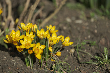 Bright yellow crocuses bloom in a spring garden against the background of the ground. The first spring flowers, a symbol of the awakening of nature, a sunny day, gardening and growth.