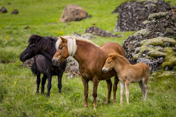 Developed from ponies - Icelandic horses. Colorful summer morning in the mountain pasture, Stokksnes headland, Iceland, Europe. Artistic style post processed photo