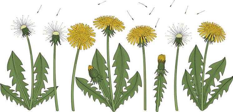 Yellow dandelion flowers and white blowballs set with green leaves and seeds, botanical floral elements on white background, vector illustration,