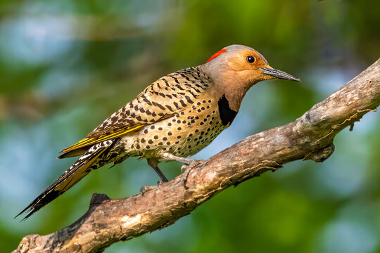 A Northern Flicker woodpecker perched on a tree branch against a clear blue sky