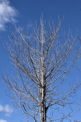 葉を落とした冬の木々、寒空の下で春を待つ