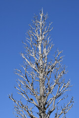 葉を落とした冬の木々、寒空の下で春を待つ