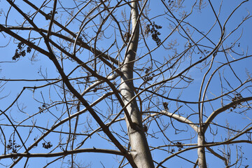 葉を落とした冬の木々、寒空の下で春を待つ