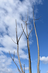 葉を落とした冬の木々、寒空の下で春を待つ