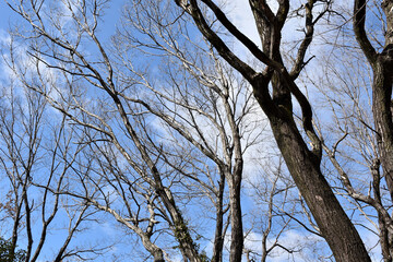 葉を落とした冬の木々、寒空の下で春を待つ