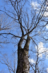 葉を落とした冬の木々、寒空の下で春を待つ