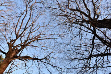 葉を落とした冬の木々、寒空の下で春を待つ