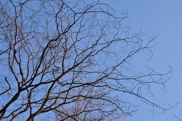 葉を落とした冬の木々、寒空の下で春を待つ