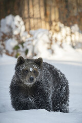 Grizzly bear sow grazing on lush spring grasses in Yellowstone National Park in Wyoming, US © picture pro