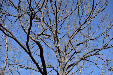 葉を落とした冬の木々、寒空の下で春を待つ
