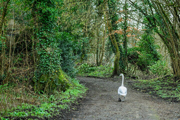 Mute Swan walking down a muddy tree lined lane in Wiltshire, UK in February 2026 © Nigel