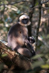 Obraz premium A serene wildlife portrait of a mother langur perched on a tree branch, protectively holding her infant while gazing alertly through a lush forest setting.