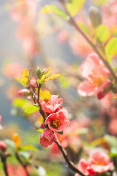 Bright blossoms showcase spring growth in green nature. Japanese Quince shrub Chaenomeles japonica