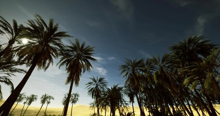 Obraz premium branding ready palm silhouettes during warm sunset, clean composition with negative space for logo placement, warm color grading for marketing and web headers