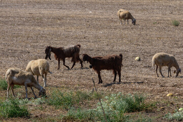Fototapeta premium Long-Eared Goats Grazing with Sheep in Cyprus Field