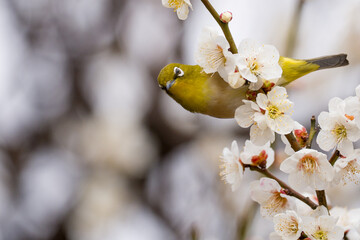 満開の白梅で蜜を吸うメジロ