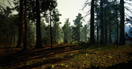 Sunlit pine trail through dense woodland, soft beams highlighting uneven path with roots and scattered stones, natural directional flow ideal for adventure