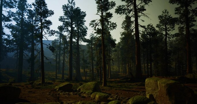 fog filled pine valley at dawn with low visibility and moist air, soft silhouettes of trunks receding into pale mist, dew wet ground and subtle light gradients