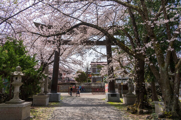 Naklejka premium 冨士御室浅間神社 里宮の鳥居と桜（山梨県河口湖）