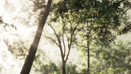 Obraz premium Soft sunlight streams through lush green leaves in a tranquil forest. The scene captures the peaceful start to the day, inviting a sense of calm and connection to nature.