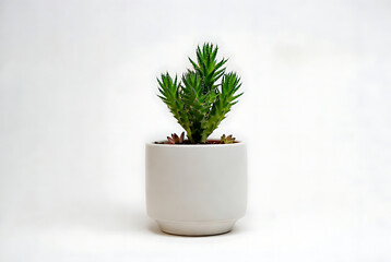 Cactus small potted with green spines and succulents in white ceramic pot featuring succulent, indoor plant, decoration with home decor and gardening elements for botanical, flora projects, clean