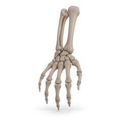 Human hand skeletal structure on white background for anatomy studies