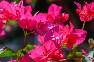 Red bougainvillea flowers blooming in Cyprus