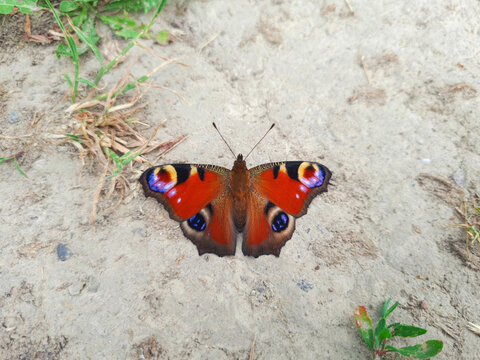 Red European Peacock butterfly rest on sand or dry ground, top view