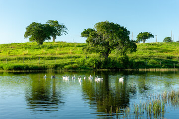Ducks Swimming in Rural Lake with Green Pasture in Gurinh&eacute;m, Para&iacute;ba, Brazil on June 2, 2011