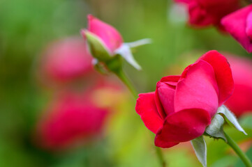Fototapeta premium Vibrant Red Rose Against Blurred Green Leaves