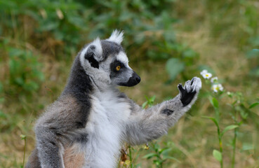 Obraz premium Ring-tailed lemur with greenery background in zoo