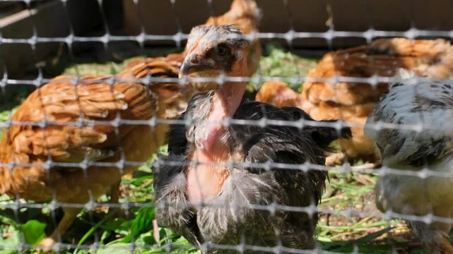 Young turken chick with a distinctive featherless neck standing in a farm pen with other chicks, all pecking at fresh green grass on a sunny day behind a protective wire mesh fence