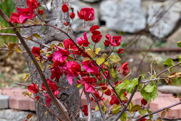 Red bougainvillea blooming in garden. Vibrant paperflower plant, ornamental flora. Bougainvillea...