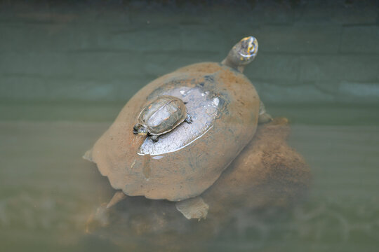 Small turtles are living in the nature environment, surrounding with water. Animal portrait photo, close-up.