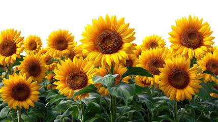 Fototapeta premium Sunflower Field in Bloom: A vibrant expanse of sunflowers, their golden faces turned towards the sky, creates a breathtaking spectacle of natural beauty.