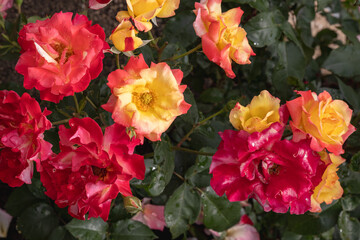 色鮮やかなオレンジと赤のバラの競演