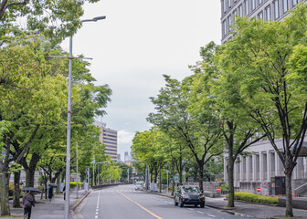 瑞々しい新緑の並木道と差し込む木漏れ日