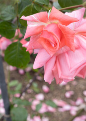 俯き加減に咲くアンティーク調のバラ